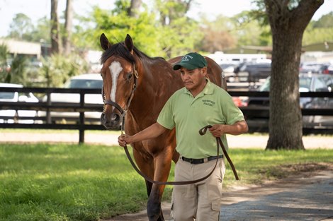 Hip 724, 2026 OBS Spring Two-Year-Olds in Training Sale Hip 724, 2026 OBS Spring Two-Year-Olds in Training Sale