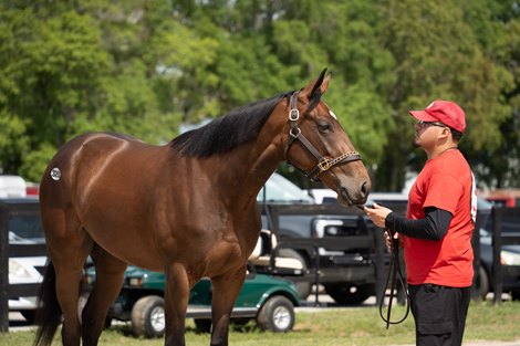 Hip 320, 2026 OBS Spring Two-Year-Olds in Training Sale Hip 320, 2026 OBS Spring Two-Year-Olds in Training Sale