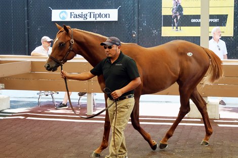 Hip 54, 2026 Fasig-Tipton Midlantic Two-Year-Olds in Training Sale, Timonium Maryland. Hip 54, 2026 Fasig-Tipton Midlantic Two-Year-Olds in Training Sale, Timonium Maryland.