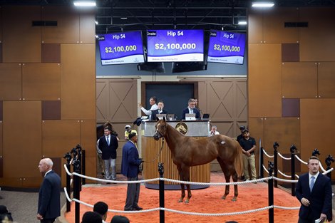 Hip 54 2026 Fasig-Tipton Midlantic Two-Year-Olds in Training Sale, Timonium Maryland. Hip 54 2026 Fasig-Tipton Midlantic Two-Year-Olds in Training Sale, Timonium Maryland.