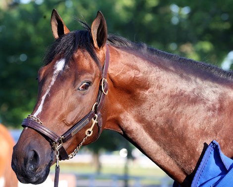 Commandment, June 2 2026, Saratoga Race Course Commandment, June 2 2026, Saratoga Race Course