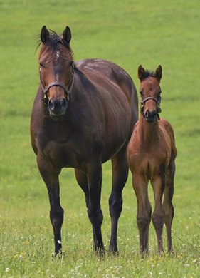 Growth Equity as a foal with his dam My Dear Venezuela at Stone Farm Growth Equity as a foal with his dam My Dear Venezuela at Stone Farm