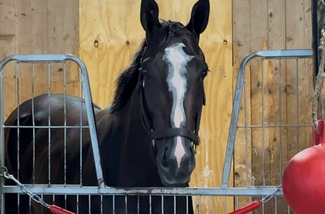 Counting Stars the Morning After Winning the Coaching Club American Oaks Counting Stars the Morning After Winning the Coaching Club American Oaks