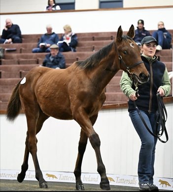 Sarah O'Connor, a 2026 recipient of a Kentucky Experience Awards through the Gerry Dilger Equine Scholarship Foundation Sarah O'Connor, a 2026 recipient of a Kentucky Experience Awards through the Gerry Dilger Equine Scholarship Foundation