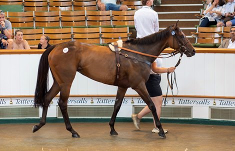 Yaupon de Replay, cataloged at Lot 472 in the ring at the Tattersalls July Sale Yaupon de Replay, cataloged at Lot 472 in the ring at the Tattersalls July Sale