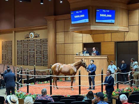 Hip 135 in the ring at Fasig-Tipton Hip 135 in the ring at Fasig-Tipton