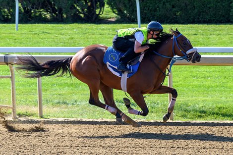 Flight Command, work, July 24 2026, Saratoga Race Course Flight Command, work, July 24 2026, Saratoga Race Course