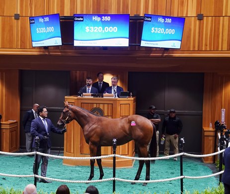 Hip 350, 2026 Fasig-Tipton New York Bred Sale Hip 350, 2026 Fasig-Tipton New York Bred Sale