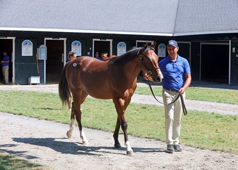 Hip 581, 2026 Fasig-Tipton New York Bred Sale Hip 581, 2026 Fasig-Tipton New York Bred Sale