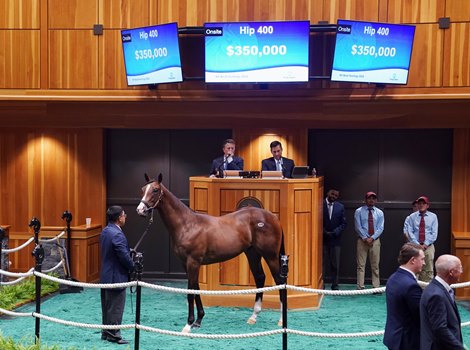 Hip 400, 2026 Fasig-Tipton New York Bred Sale Hip 400, 2026 Fasig-Tipton New York Bred Sale
