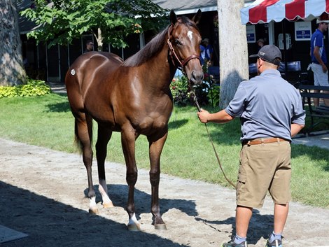 Hip 137, 2026 Saratoga Select Yearling Sale Hip 137, 2026 Saratoga Select Yearling Sale