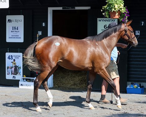 Hip 64, 2026 Saratoga Select Yearling Sale Hip 64, 2026 Saratoga Select Yearling Sale