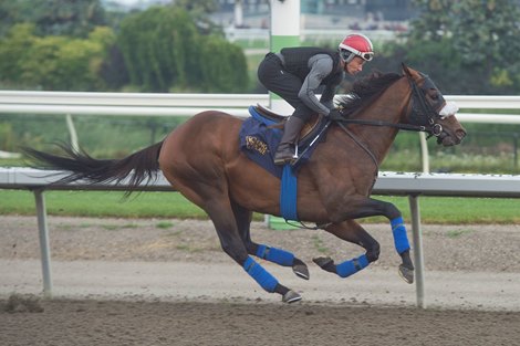 Woodbine, August 11, 2026, Brachetto under jockey Ryan Munger breezes his final tune up in preparation for the King's Plate on Saturday August 15, 2026 Woodbine, August 11, 2026, Brachetto under jockey Ryan Munger breezes his final tune up in preparation for the King's Plate on Saturday August 15, 2026