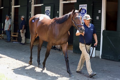 Hip 4, 2026 Saratoga Select Yearling Sale Hip 4, 2026 Saratoga Select Yearling Sale