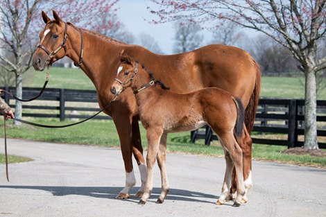 Spice Is Nice with her '23 Into Mischief colt (Renegade) at Taylor Made in Nicholasville, Ky. Spice Is Nice with her '23 Into Mischief colt (Renegade) at Taylor Made in Nicholasville, Ky.