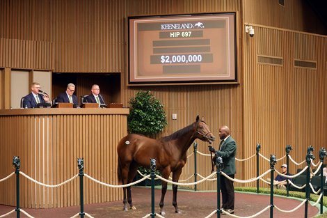 Hip 697, 2026 Keeneland September Sale Hip 697, 2026 Keeneland September Sale