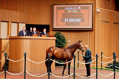 Hip 1523, 2026 Keeneland September Sale Hip 1523, 2026 Keeneland September Sale
