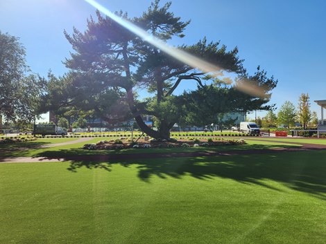 Shade tree in Belmont Park paddock Shade tree in Belmont Park paddock