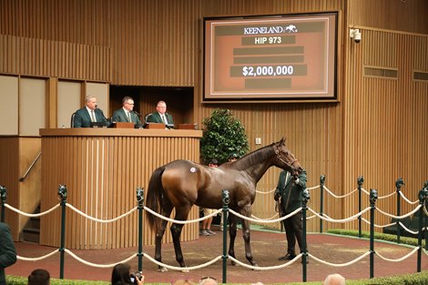 Hip 973, 2026 Keeneland September Sale Hip 973, 2026 Keeneland September Sale