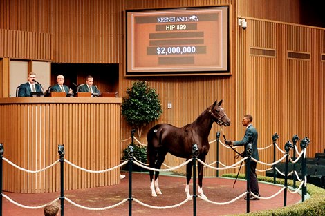 Hip 899, 2026 Keeneland September Sale Hip 899, 2026 Keeneland September Sale
