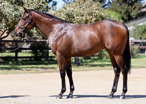 Hip 251 sells at the Fasig-Tipton California Fall Yearlings Sale, Pomona, California 9.30.2026. Hip 251 sells at the Fasig-Tipton California Fall Yearlings Sale, Pomona, California 9.30.2026.