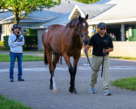 Trainer Mitsu Nakauchidu inspects Hip 118 filly by Not This Time out of American Gal at Gainesway, agent for Whisper Hill Farm<br>
at the Keeneland September sale near Lexington, Ky., on Sept. 13, 2026. Trainer Mitsu Nakauchidu inspects Hip 118 filly by Not This Time out of American Gal at Gainesway, agent for Whisper Hill Farm<br>
at the Keeneland September sale near Lexington, Ky., on Sept. 13, 2026.