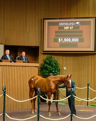 Hip 47 colt by Gun Runner out of Stage Magic Scenes at the Keeneland September sale near Lexington, Ky., on Sept. 14, 2026. Hip 47 colt by Gun Runner out of Stage Magic Scenes at the Keeneland September sale near Lexington, Ky., on Sept. 14, 2026.