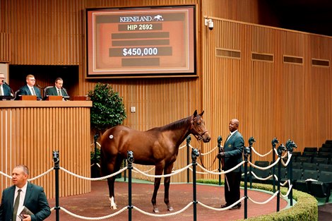 Hip 2692, 2026 Keeneland September Sale Hip 2692, 2026 Keeneland September Sale