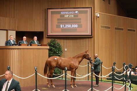 Hip 218, 2026 Keeneland September Sale Hip 218, 2026 Keeneland September Sale
