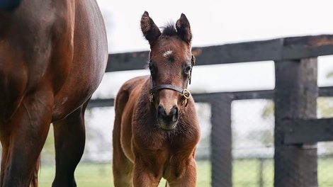 Winx and her Too Darn Hot foal Winx and her Too Darn Hot foal