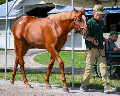 Hip 17 colt by Gun Runner out of Seeking Gabrielle at Hinkle Farms<br>
at the Keeneland September sale near Lexington, Ky., on Sept. 13, 2026. Hip 17 colt by Gun Runner out of Seeking Gabrielle at Hinkle Farms<br>
at the Keeneland September sale near Lexington, Ky., on Sept. 13, 2026.