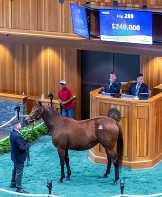 Hip 289, 2026 Fasig-Tipton Saratoga Fall Sale Hip 289, 2026 Fasig-Tipton Saratoga Fall Sale