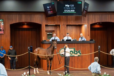 Hip 120, 2026 OBS October Sale Hip 120, 2026 OBS October Sale