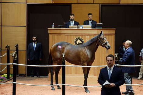 HipĀ 276, 2026 Fasig-Tipton October Sale HipĀ 276, 2026 Fasig-Tipton October Sale