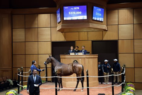 Hip 1270, 2026 Fasig-Tipton October Sale Hip 1270, 2026 Fasig-Tipton October Sale