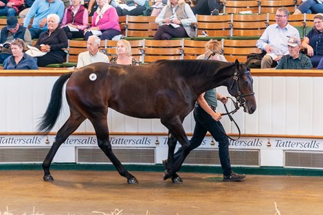 Lot 87 Wootton Bassett (GB) / Loch Lein (IRE) Br.C. (IRE) Croom House Stud, IrelandGodolphin3,800,000 Tattersalls Book 1 06/10/2026 Lot 87 Wootton Bassett (GB) / Loch Lein (IRE) Br.C. (IRE) Croom House Stud, IrelandGodolphin3,800,000 Tattersalls Book 1 06/10/2026