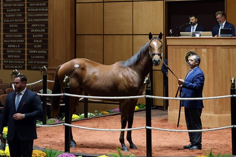 Hip 676, buyer Mamud Mouni, 2026 Fasig-Tipton October Sale Hip 676, buyer Mamud Mouni, 2026 Fasig-Tipton October Sale