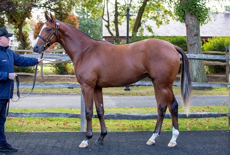 Tattersalls October Yearling Sale Book 1 04OCT26 Lot 260 - Justify (USA) / Stars At Night (IRE) B.C. (USA) Tattersalls October Yearling Sale Book 1 04OCT26 Lot 260 - Justify (USA) / Stars At Night (IRE) B.C. (USA)