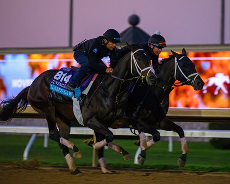 (L-r): Liam's Law and Bold Leadership<br>
Breeders’ Cup contenders and training scenes at Keeneland in Lexington, Ky., on Oct. 23, 2026. (L-r): Liam's Law and Bold Leadership<br>
Breeders’ Cup contenders and training scenes at Keeneland in Lexington, Ky., on Oct. 23, 2026.