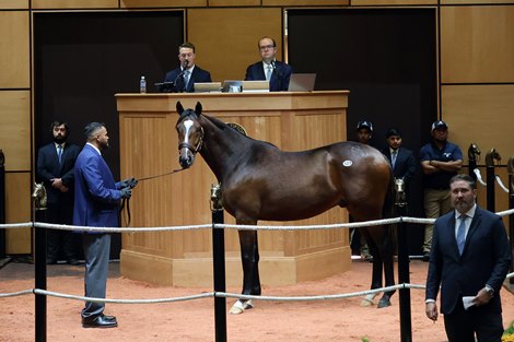 Hip 123, 2026 Fasig-Tipton October Sale Hip 123, 2026 Fasig-Tipton October Sale