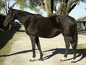 Cee's Song, who sired several successful full siblings, including the Horse of the Year 2000, Tiznow