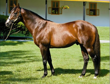 War Front In this continuing series from The Blood-Horse magazine, trainers of top horses sired by popular stallions share their views of the sire’s offspring. A speedy son of Danzig produced from the multiple stakes-winning Rubiano mare Starry Dreamer, War Front was bred and raced by Joseph Allen. The Kentucky-bred made his first two starts for trainer Kiaran McLaughlin before being transferred to Allen Jerkens during the colt’s 3-year-old season. War Front compiled a record of four wins from 13 races and earnings of $424,205.