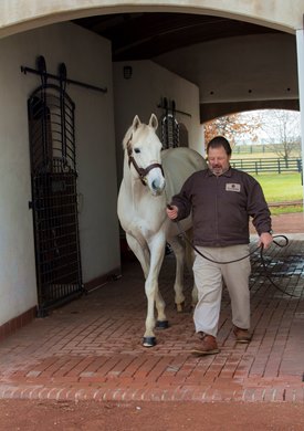 Tapit led by groom James Kennon at Gainesway Farm in Lexington, Kentucky on December 19, 2014. Photo by: Kevin Thompson