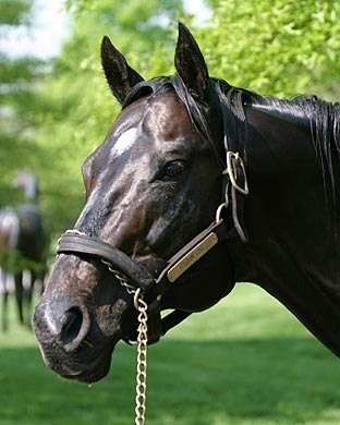 Storm Cat raced for Overbrook founder, the late William T. Young, and was bred by W.T. Young Storage. He won the 1985 Young America Stakes (gr. I) and came close to winning that year’s Breeders’ Cup Juvenile (gr. I).