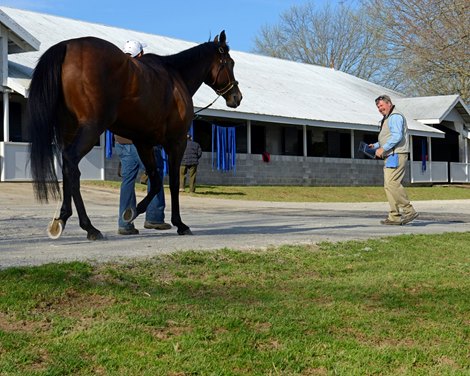 Dr. Bruce Howard watches a racehorse jog. Racetrack veterinarians working for the Kentucky Racing Commission go through various procedures to ensure the health and safety of horses racing that day and are shown at Keeneland near Lexington, Ky., on April 17, 2014.