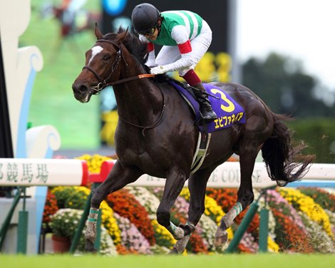 Runner-up in the first two jewels of Japan's Triple Crown earlier this year, regally bred Epiphaneia broke through for a classic win in smashing style in the Kikuka Sho (Jpn-I, Japanese St. Leger) at Kyoto.