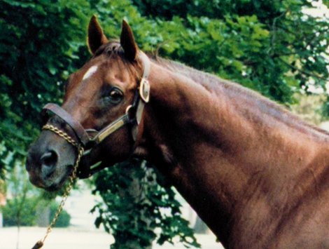 Alydar profile in 1990.