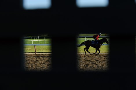 A horse and rider walk ride on the Belmont Park track early Saturday Morning, June 7, 2014 before the running of the Belmont Stakes