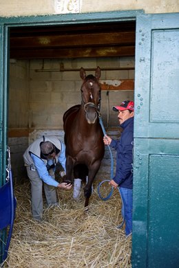 Caption: Dr. Bruce Howard checks the legs of a racehorse running that day. Racetrack veterinarians working for the Kentucky Racing Commission go through various procedures to ensure the health and safety of horses racing that day and are shown at Keeneland near Lexington, Ky., on April 17, 2014.  RacetrackVet2 image289 Photo by Anne M. Eberhardt