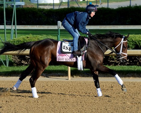 Caption: Got Lucky with Amy Mulen Kentucky Derby contenders in training at the Churchill Downs in Louisville, Ky., on April 19, 2014. KentuckyDerby 1Works4_23 image067 Photo by Anne M. Eberhardt